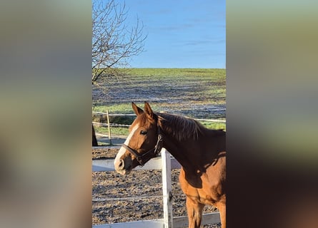 Oldenburg-International (OS), Mare, 4 years, 15,2 hh