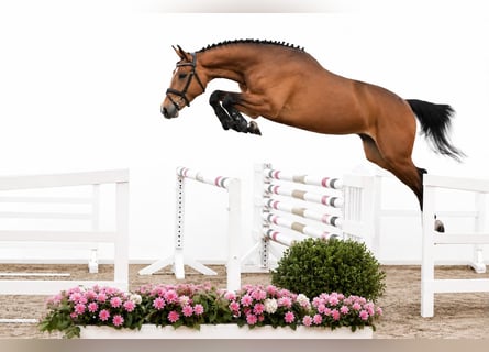 Oldenburg-International (OS), Mare, 4 years, 16.1 hh, Brown