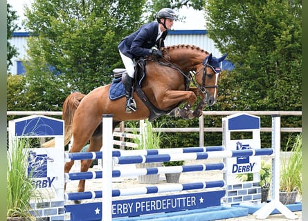 Oldenburg-International (OS), Mare, 4 years, 16.1 hh, Chestnut-Red