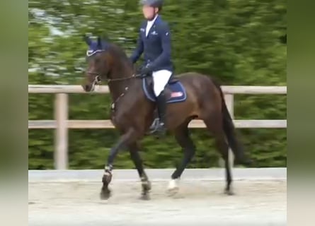 Oldenburg-International (OS), Mare, 4 years, 16.1 hh, Smoky-Black