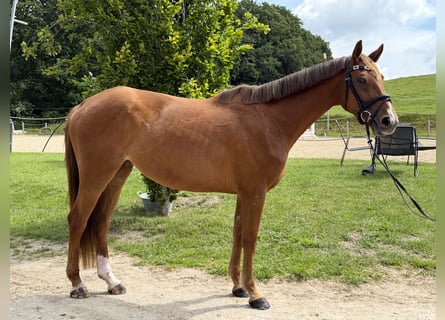 Oldenburg-International (OS), Mare, 4 years, 16.2 hh, Chestnut-Red