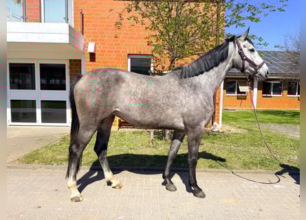 Oldenburg-International (OS), Mare, 4 years, 16.2 hh, Grey
