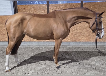 Oldenburg-International (OS), Mare, 4 years, 16 hh, Chestnut-Red