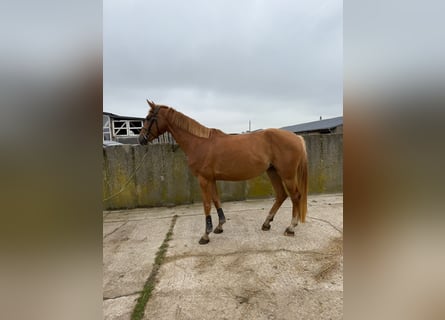 Oldenburg-International (OS), Mare, 4 years, 16 hh, Chestnut-Red