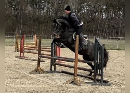 Oldenburg-International (OS), Mare, 4 years, 16 hh, Grey-Dapple