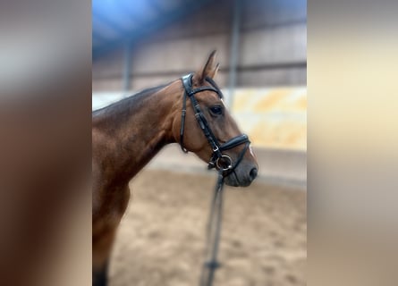Oldenburg-International (OS), Mare, 4 years, 16,1 hh, Brown