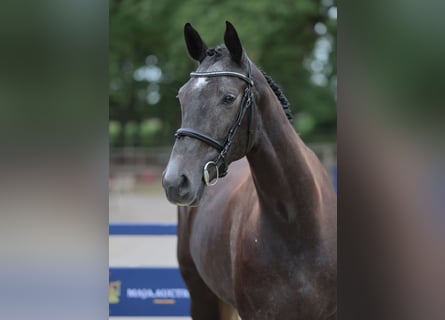 Oldenburg-International (OS), Mare, 4 years, 16,1 hh, Grey-Dark-Tan