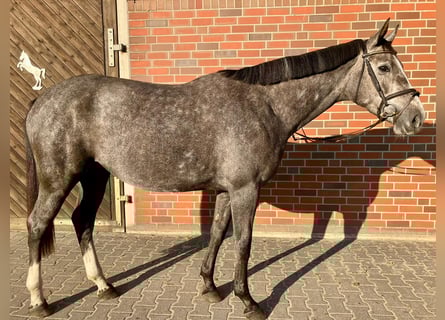 Oldenburg-International (OS), Mare, 4 years, 17 hh, Grey