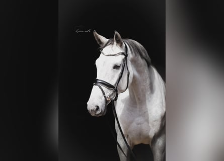 Oldenburg-International (OS), Mare, 4 years, 17,1 hh, Grey