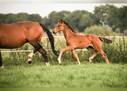 Oldenburg-International (OS), Mare, 5 years, 15,3 hh, Bay-Dark