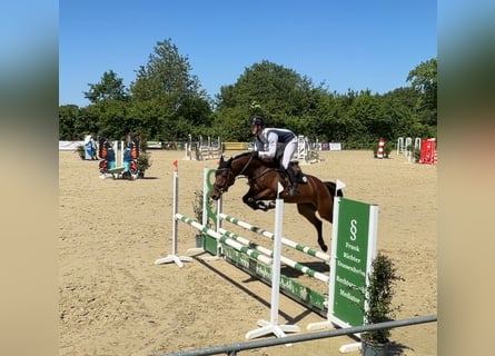 Oldenburg-International (OS), Mare, 5 years, 16.1 hh, Brown