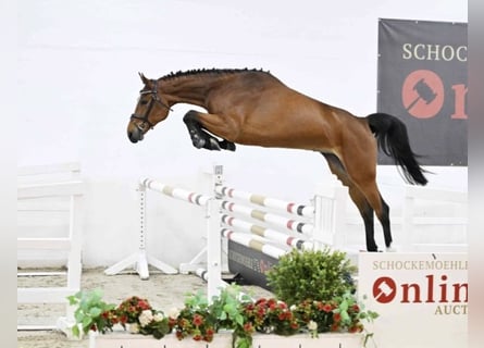 Oldenburg-International (OS), Mare, 5 years, 16.1 hh, Brown