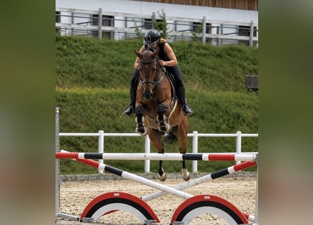 Oldenburg-International (OS), Mare, 5 years, 16.1 hh, Brown