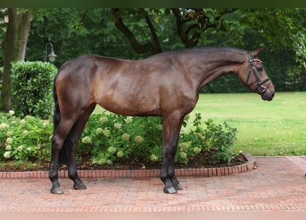 Oldenburg-International (OS), Mare, 5 years, 16.1 hh, Smoky-Black
