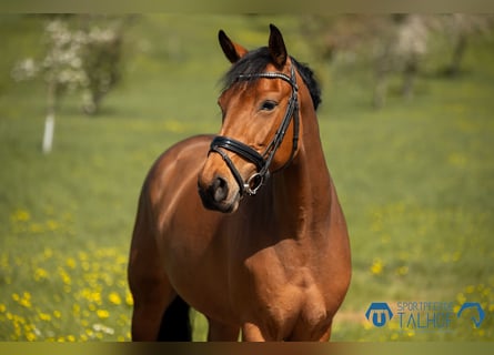 Oldenburg-International (OS), Mare, 5 years, 16 hh, Brown