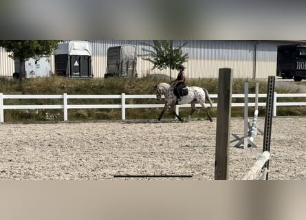 Oldenburg-International (OS), Mare, 5 years, 16 hh, Leopard-Piebald