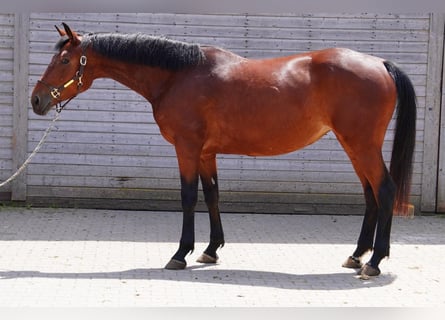Oldenburg-International (OS), Mare, 5 years, 16,1 hh, Brown