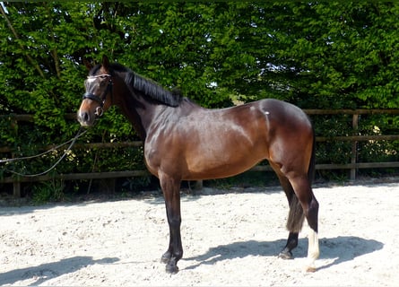 Oldenburg-International (OS), Mare, 5 years, 16,2 hh, Bay-Dark