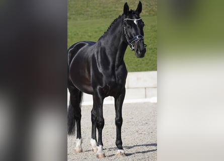 Oldenburg-International (OS), Mare, 6 years, 15.3 hh, Black