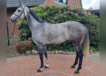 Oldenburg-International (OS), Mare, 6 years, 15,2 hh, Gray