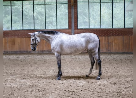 Oldenburg-International (OS), Mare, 6 years, 16.2 hh, Grey Oldenburg-International (OS), Mare, 6 years, 16.2 hh, Grey