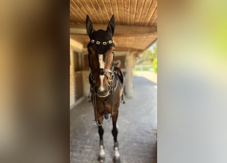 Oldenburg-International (OS), Mare, 6 years, 16 hh, Bay-Dark