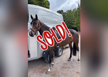 Oldenburg-International (OS), Mare, 6 years, 16 hh, Bay-Dark