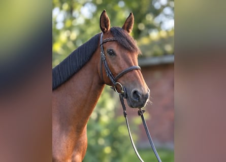 Oldenburg-International (OS), Mare, 6 years, 16 hh, Brown