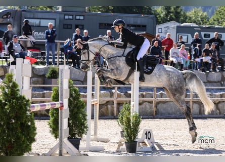 Oldenburg-International (OS), Mare, 6 years, 16 hh, Grey