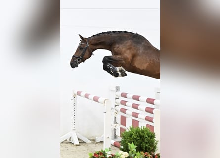 Oldenburg-International (OS), Mare, 6 years, 16,2 hh, Brown