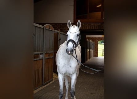 Oldenburg-International (OS), Mare, 6 years, 16,2 hh, Gray