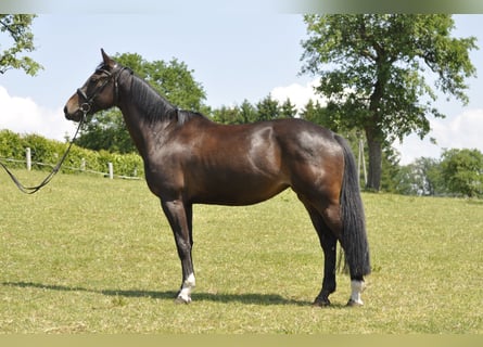 Oldenburg-International (OS), Mare, 7 years, 16.1 hh, Bay-Dark