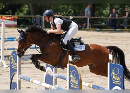 Oldenburg-International (OS), Mare, 7 years, 16,1 hh, Brown