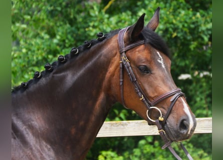 Oldenburg-International (OS), Mare, 7 years, 16,1 hh, Smoky-Black