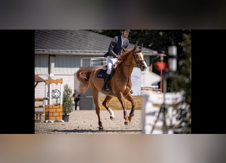 Oldenburg-International (OS), Mare, 7 years, 17 hh, Chestnut-Red