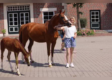 Oldenburg-International (OS), Mare, 7 years, Chestnut-Red