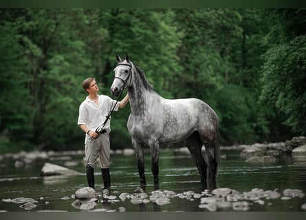 Oldenburg-International (OS), Mare, 7 years, Grey