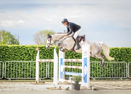 Oldenburg-International (OS), Mare, 8 years, 16.1 hh, Grey