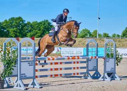 Oldenburg-International (OS), Mare, 8 years, 16,1 hh, Brown