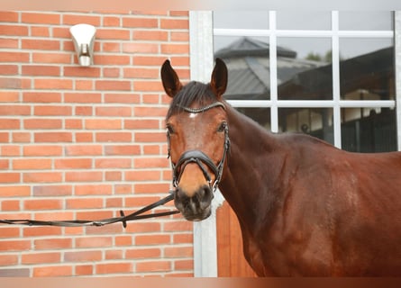 Oldenburg-International (OS), Mare, 8 years, 16,3 hh, Brown