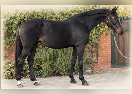 Oldenburg-International (OS), Mare, 9 years, 16.1 hh, Bay-Dark