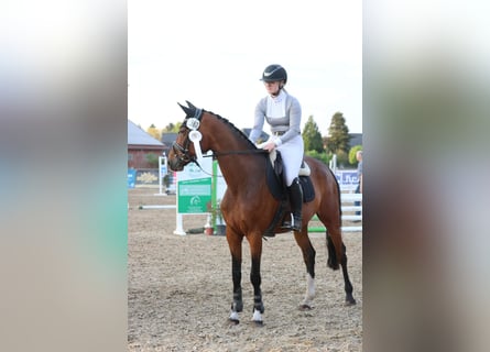 Oldenburg-International (OS), Mare, 9 years, 16 hh, Bay-Dark
