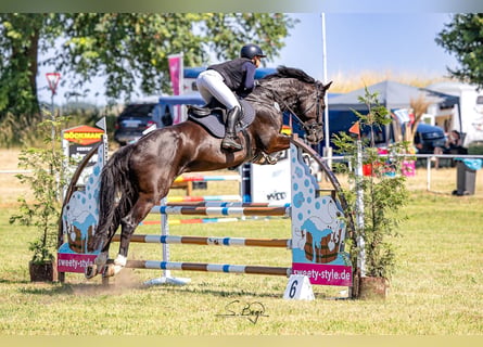 Oldenburg-International (OS), Mare, 9 years, 17 hh, Smoky-Black