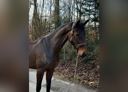 Oldenburg-International (OS), Mare, 9 years