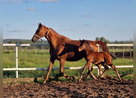 Oldenburg-International (OS), Mare, , 15,2 hh, Brown