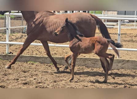 Oldenburg-International (OS), Mare, , 15,2 hh, Brown