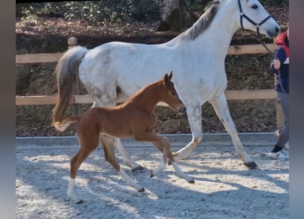Oldenburg-International (OS), Mare, , 16 hh, Chestnut-Red