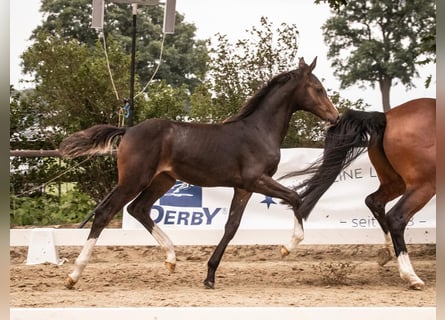Oldenburg-International (OS), Mare, , 16,2 hh, Bay-Dark