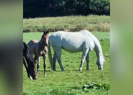 Oldenburg-International (OS), Mare, Foal (04/2025), 16,2 hh, Grey