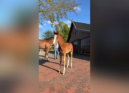 Oldenburg-International (OS), Mare, , 16,3 hh, Chestnut-Red